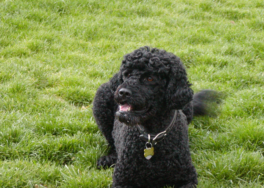 #30. Irish water spaniel